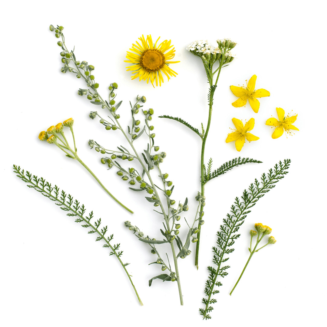 Verschiedene gelbe Blüten und grüne Kräuter auf weißem Hintergrund.