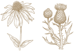 Zwei botanische Illustrationen: links eine Blüte mit langen Blütenblättern und großem Zentrum, rechts ein Distelgewächs mit stacheligen Blättern und Blütenknospen.