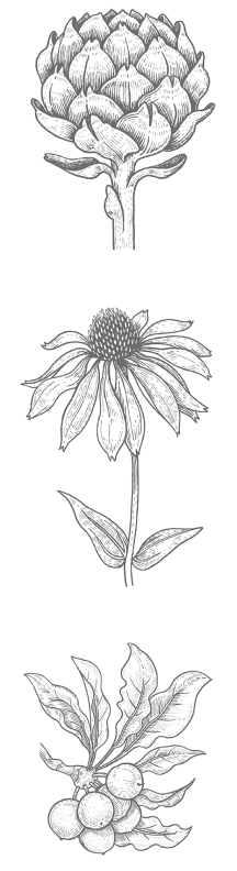 Drei botanische Illustrationen: eine Artischocke, eine Blume mit spitzen Blütenblättern und eine Pflanze mit rundlichen Früchten.