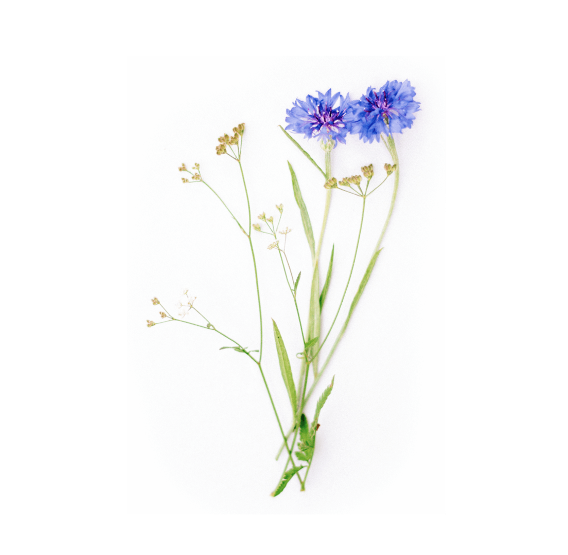 Zwei blaue Kornblumen mit zarten, hellen Begleitblüten auf weißem Hintergrund.