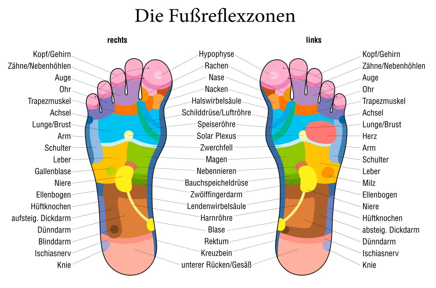 Grafische Darstellung der Fußreflexzonen bei linker und rechter Fußsohle - farblich markierte Zonen zur Zuordnung innerer Organe und Körperbereiche in der Reflexzonentherapie